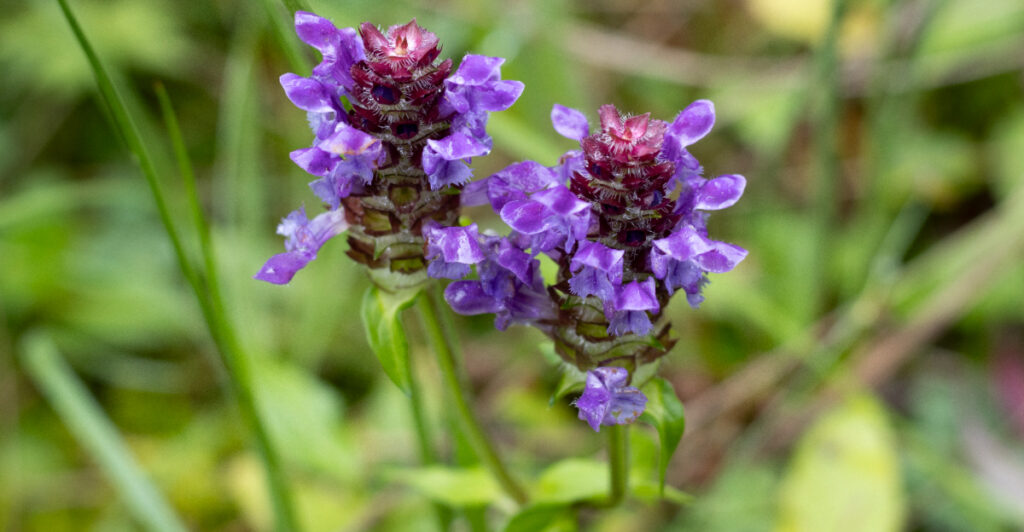 The 9 Native Oregon Plants That Require Almost No Watering