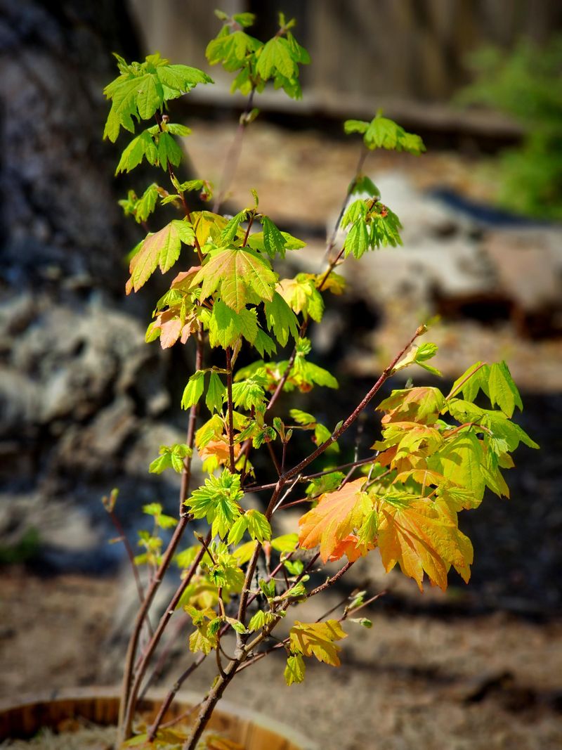 Vine Maple