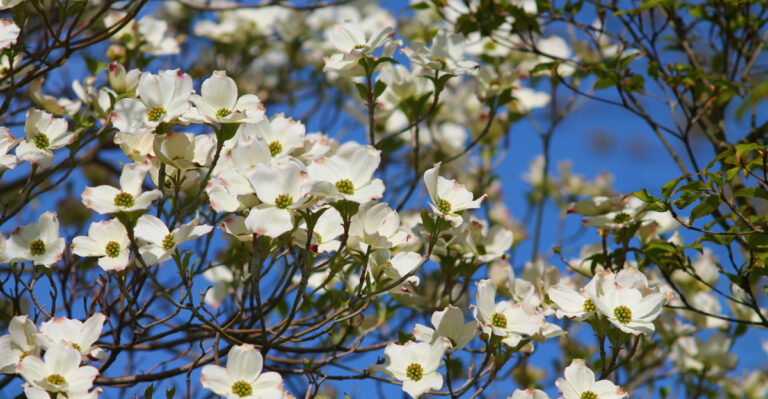 pacific dogwood