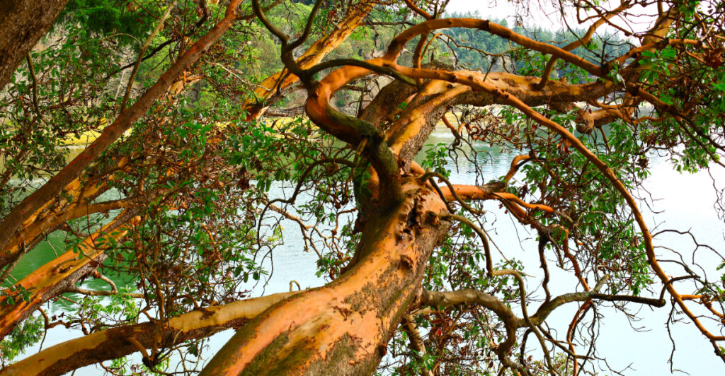 The 9 Native Oregon Trees To Plant Instead Of Japanese Maple