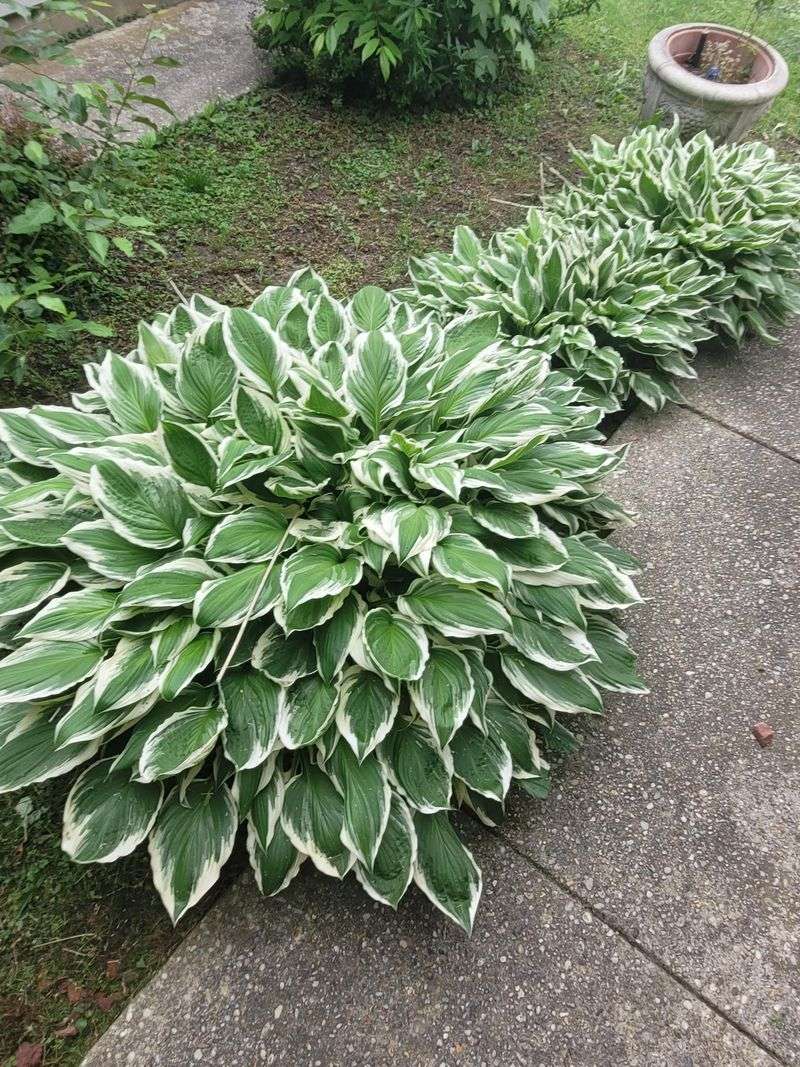 Hostas