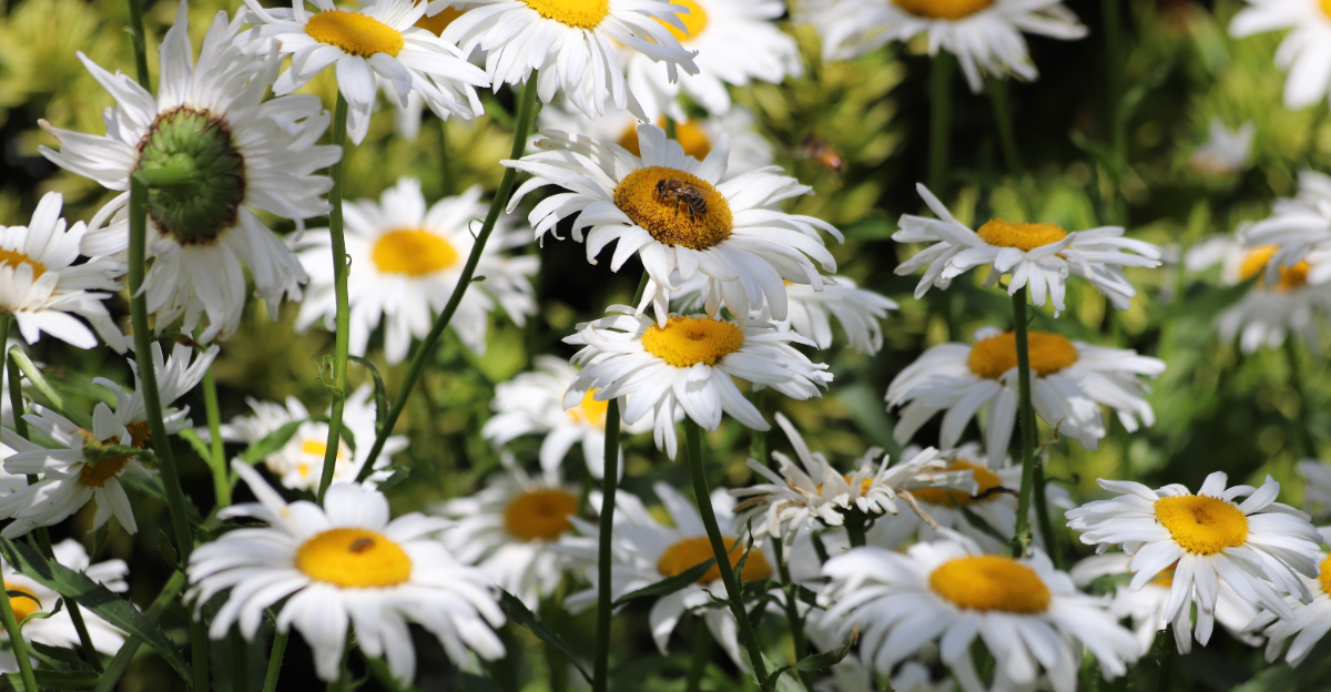 shasta daisies