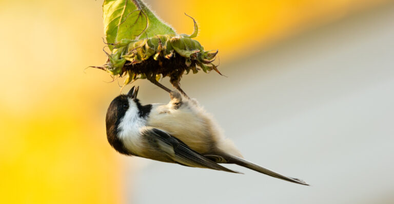 The 9 Plants That Chickadees Love In California Gardens