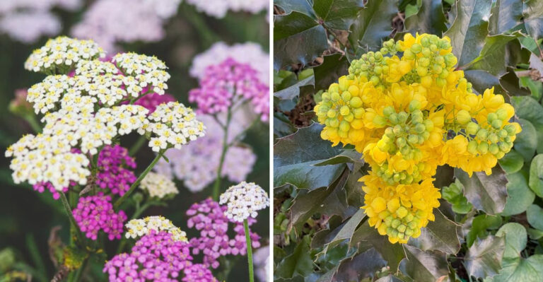 yarrow and oregon grape
