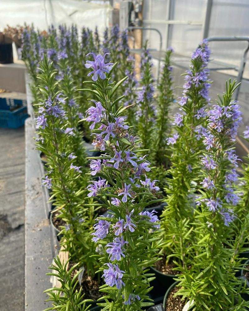 Rosemary Releases A Strong Scent Rats Avoid