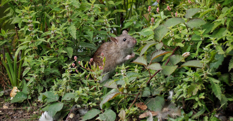 rat (featured image)