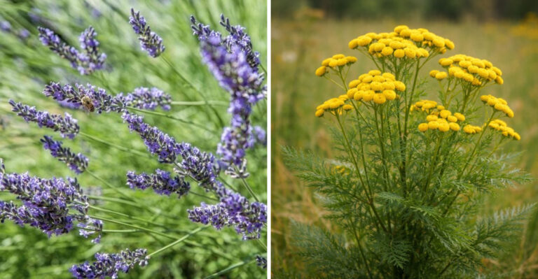 lavender and tansy