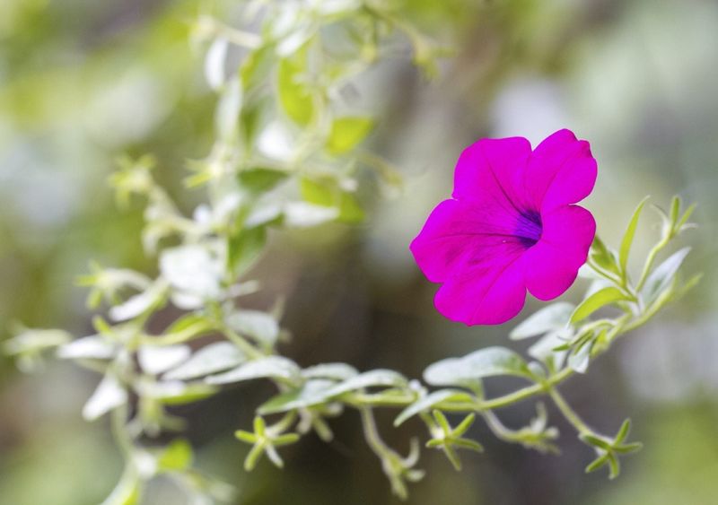 Petunias Fill Out With Early Pinching