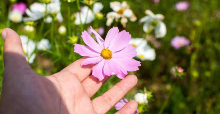 The Annual Flowers Oregon Gardeners Should Pinch Early For Fuller Summer Color