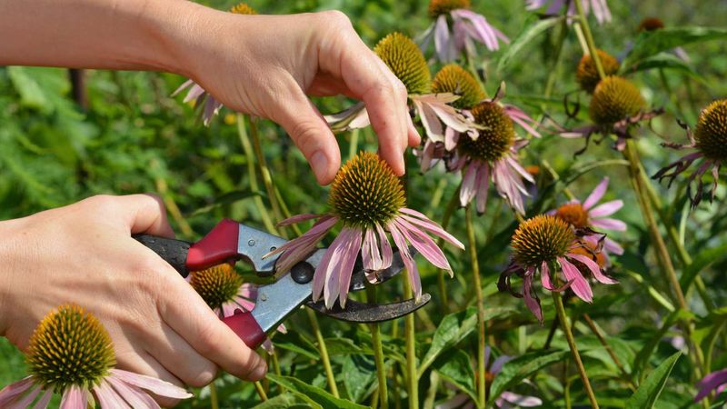 Deadheading Encourages New Flower Production