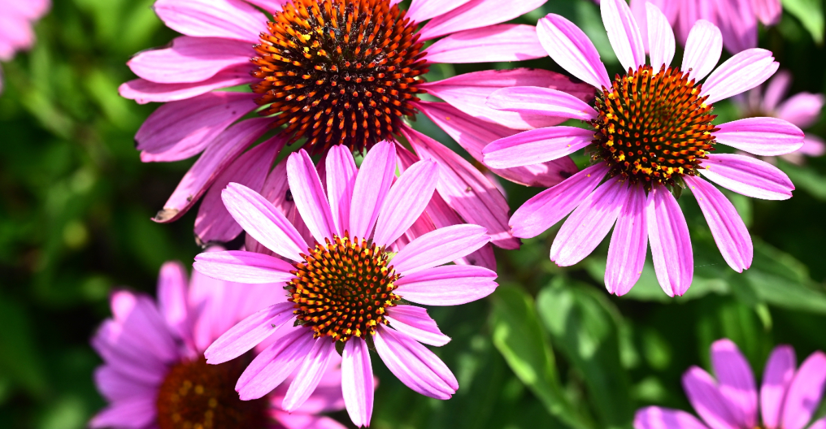 coneflowers (featured image)