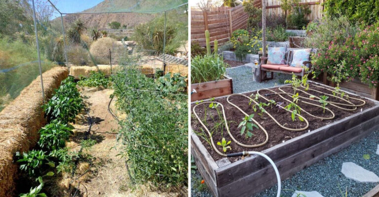 The April Watering Method In Arizona That Flushes Harmful Soil Buildup