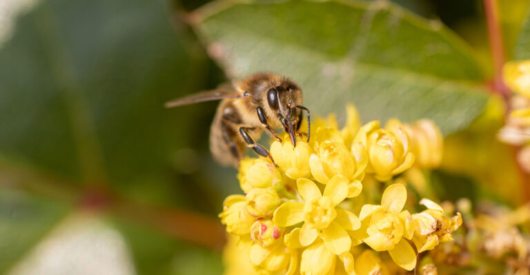 The Backyard Habitat Trick That Brings More Wildlife To Oregon