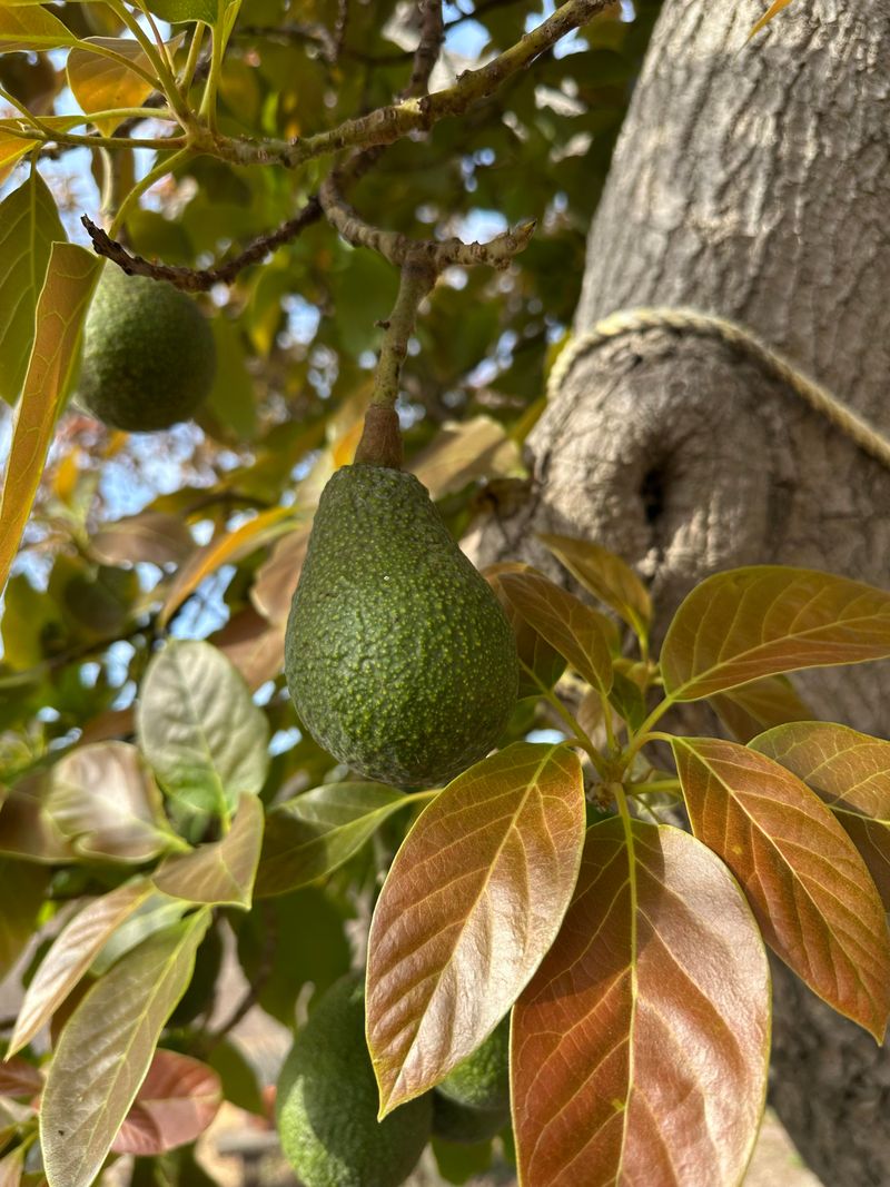 What Challenges Still Remain Before Widespread Adoption