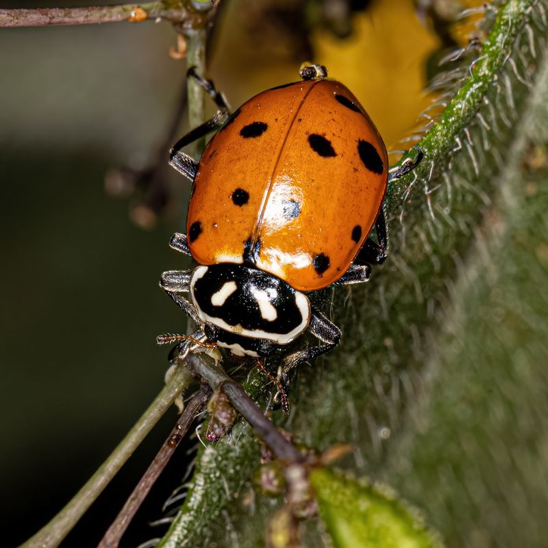 Lady Beetles (Ladybugs)