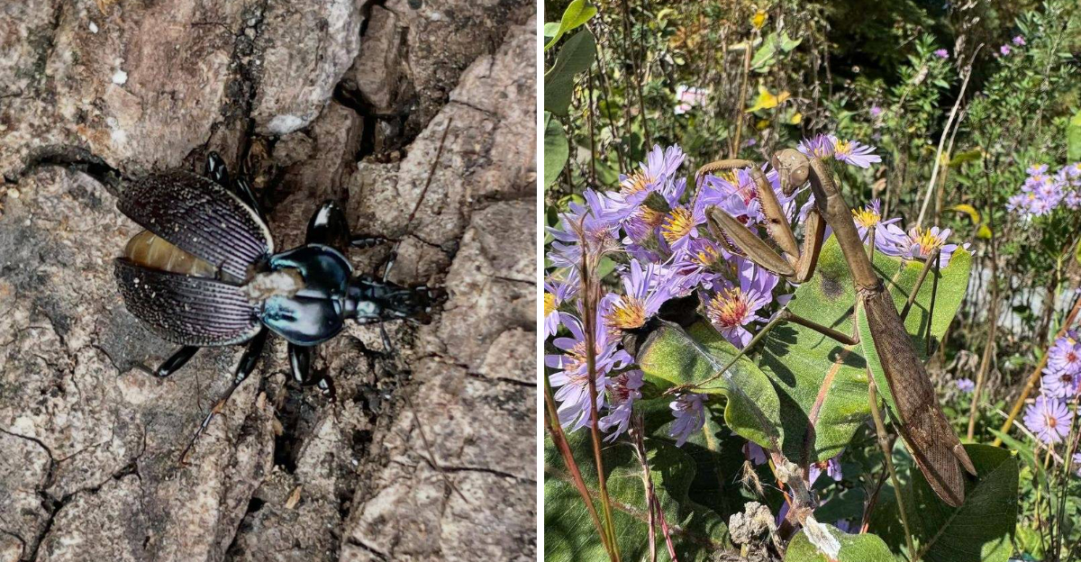 ground beetle and praying mantis