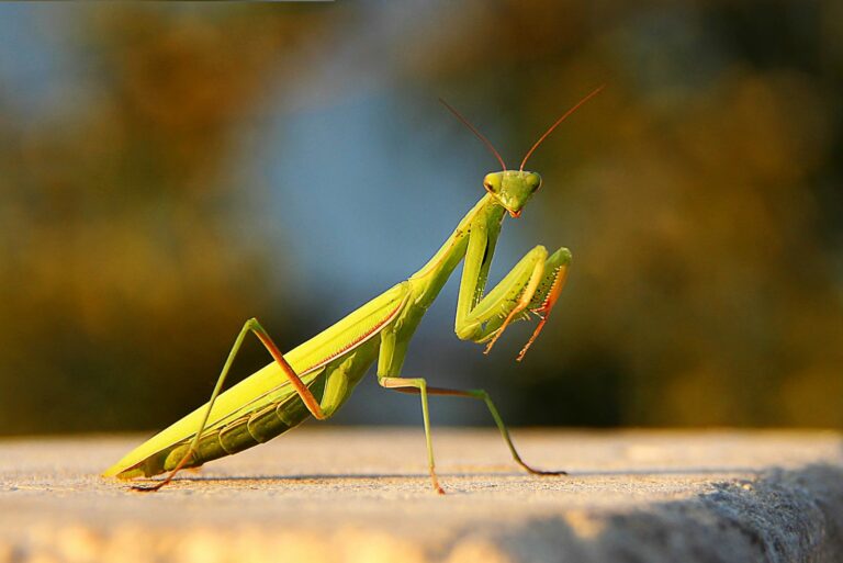 praying mantis