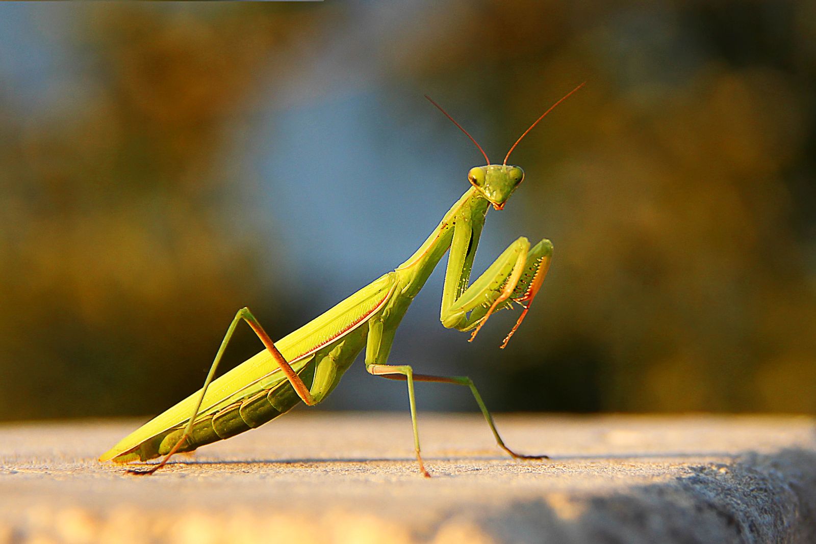 praying mantis