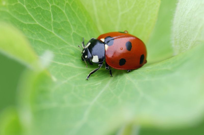 Lady Beetles (Ladybugs)