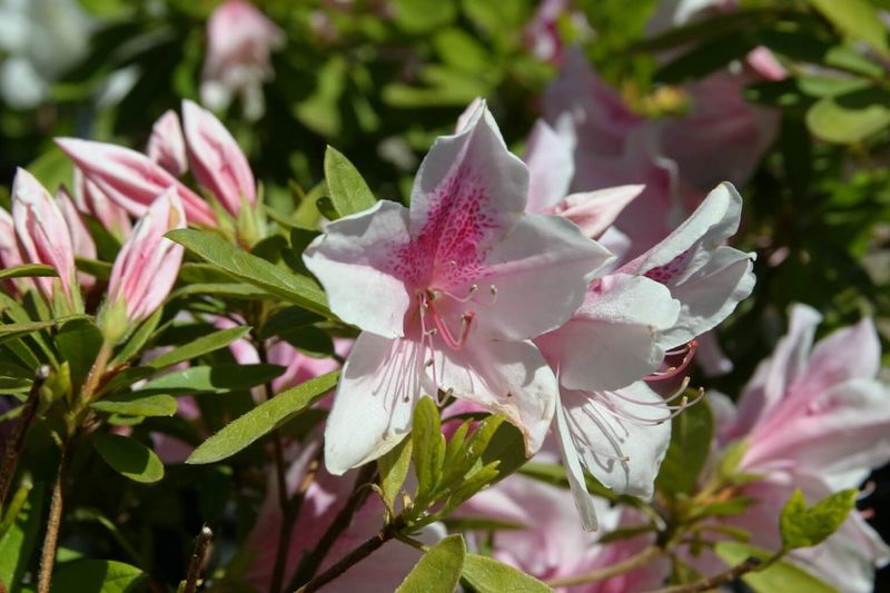Southern Indica Azaleas (Rhododendron indicum hybrids)
