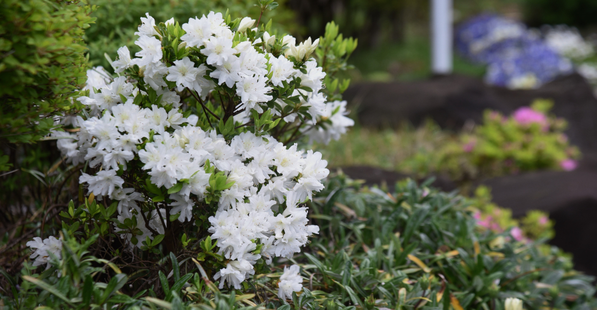white azalea