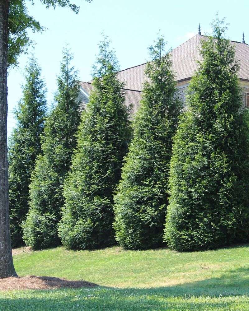 Arborvitae (Thuja Occidentalis)