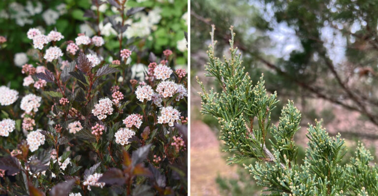 ninebark and eastern red cedar