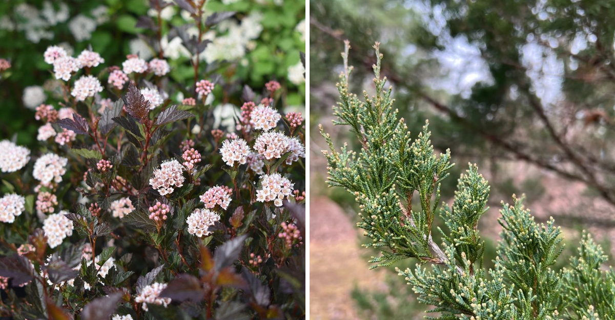 ninebark and eastern red cedar