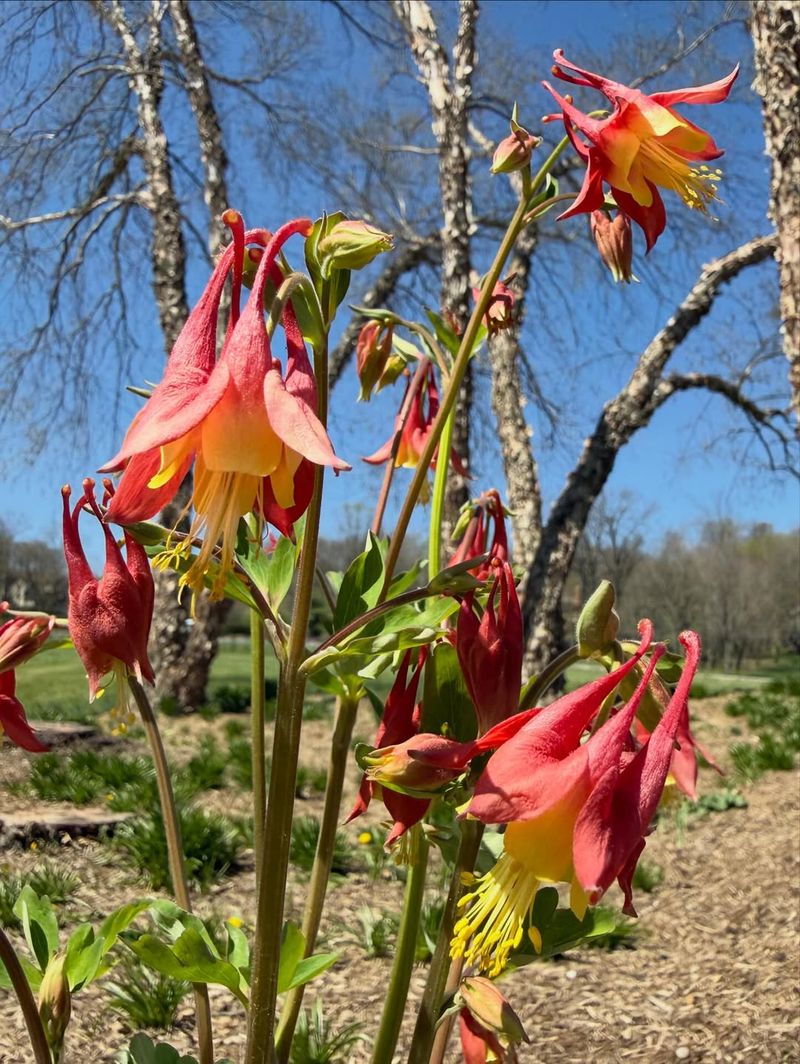Wild Columbine Thrives In Michigan's Naturally Acidic Woodland Soils