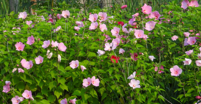 pink mallow flowers