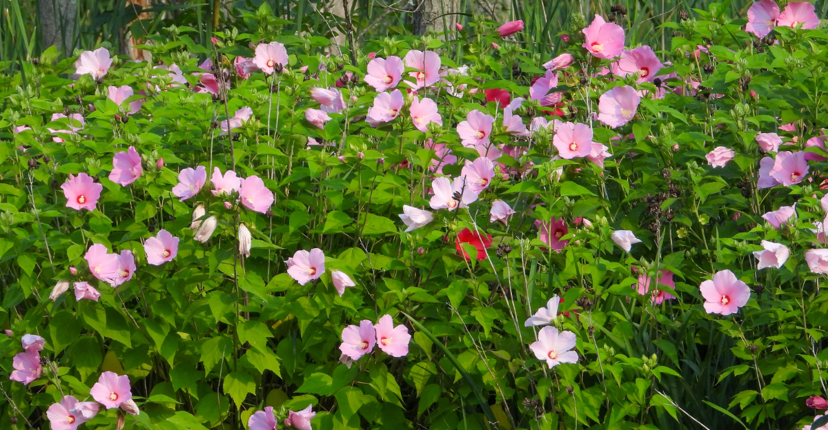pink mallow flowers