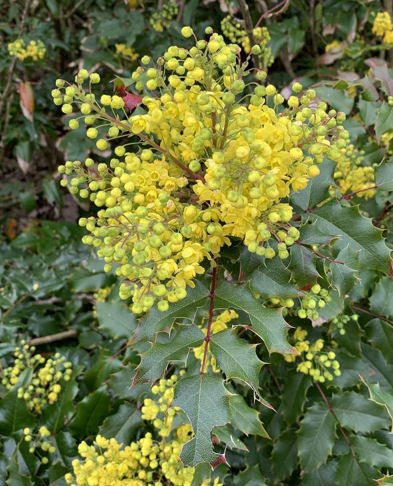 Creeping Mahonia Spreading Through Dry Shade With Ease