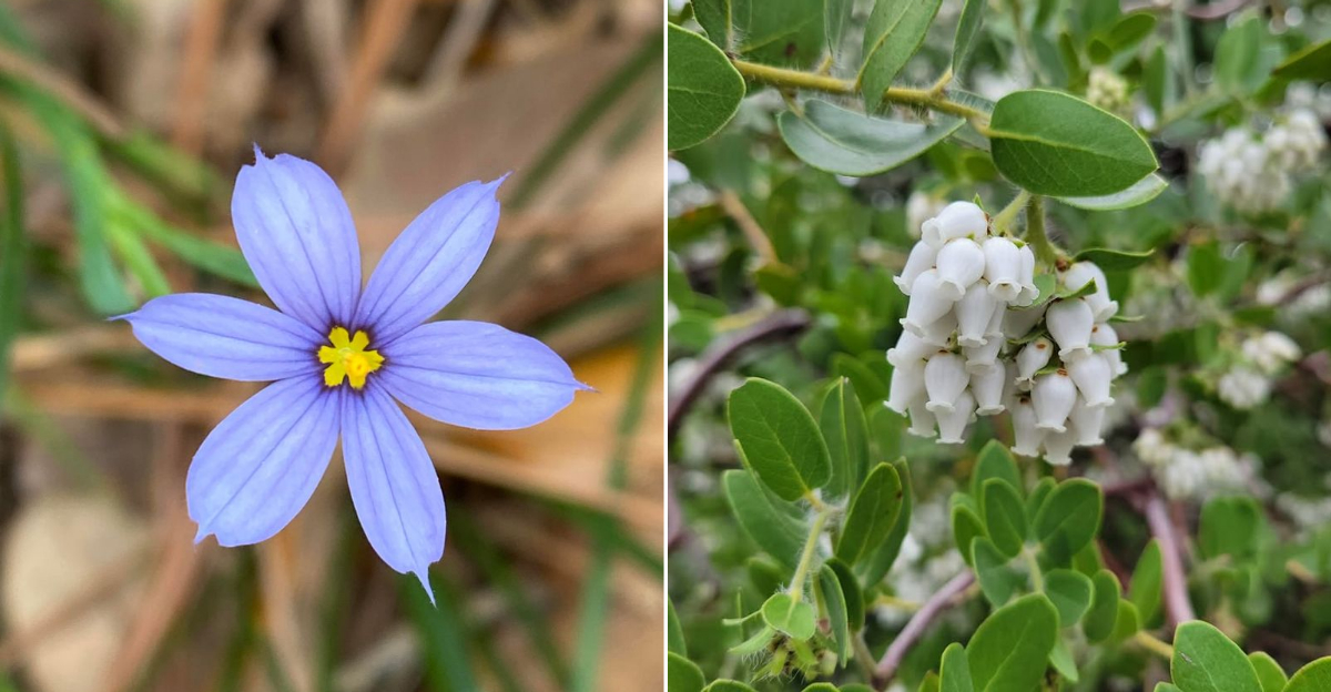 The Best California Native Plants For Dry Shade Under Trees