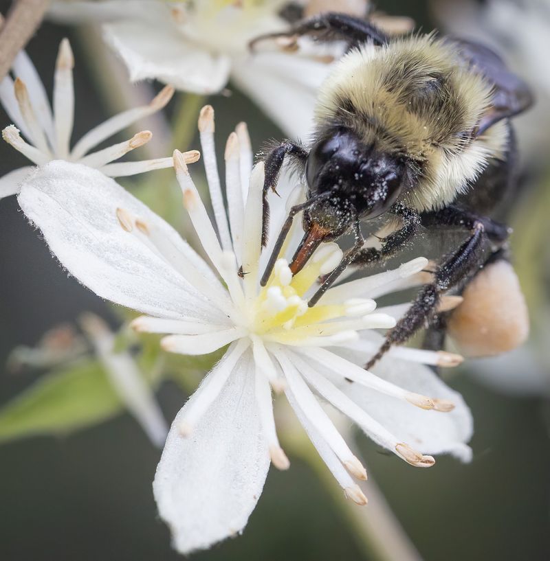 Virgin's Bower (Clematis virginiana)