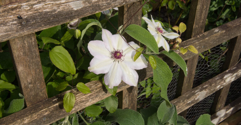 hybrid clematis