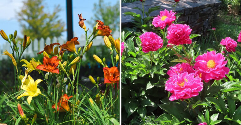 daylilies and peonies