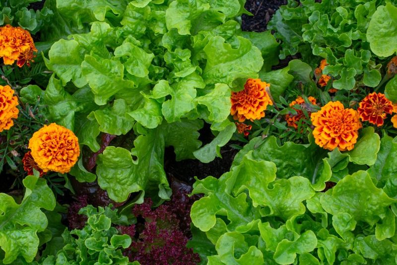 Marigolds Help Manage Soil Pests And Add Color