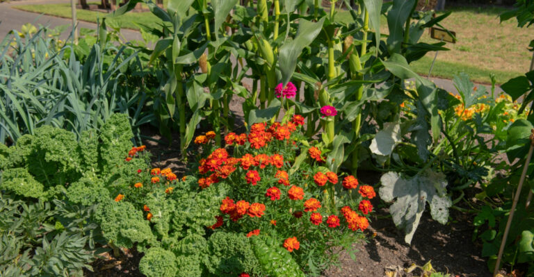 The Best Companion Flowers For California Vegetable Gardens