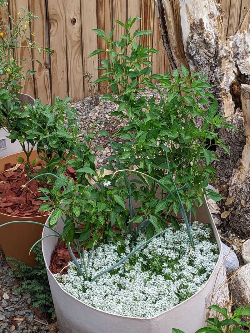 Sweet Alyssum Draws Helpful Insects Close