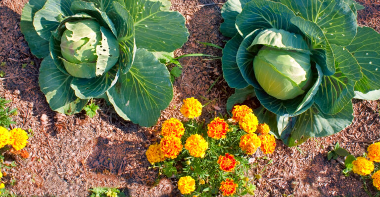 The Best Companion Flowers To Tuck Into Oregon Vegetable Beds Right Now