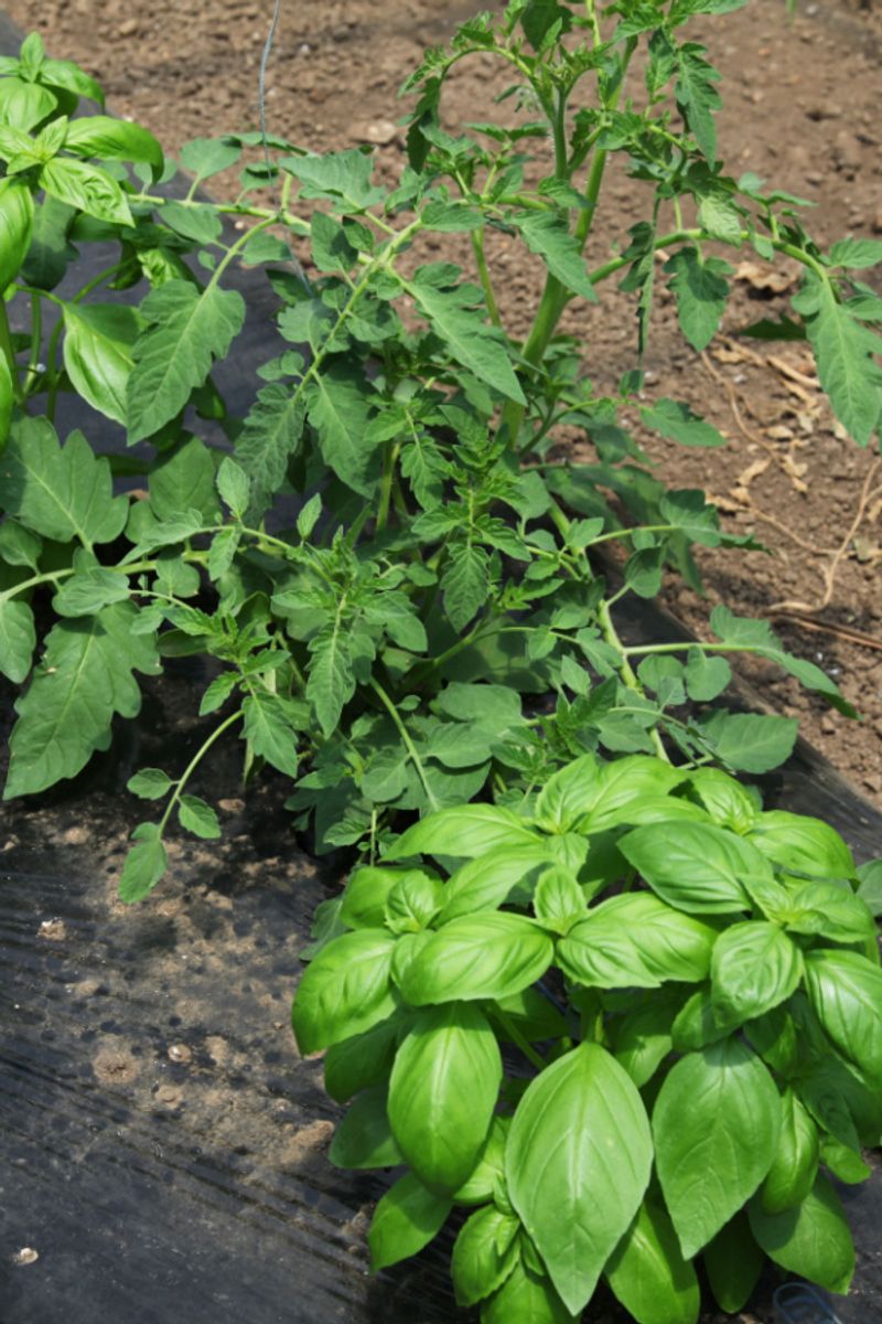 Basil Attracts Pollinators And Grows Well With Tomatoes