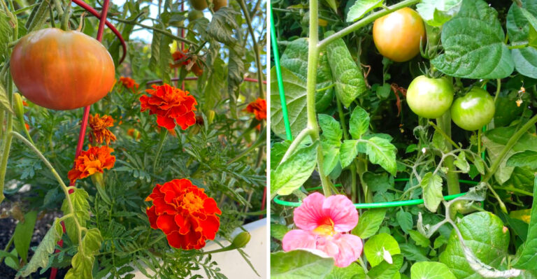 The Best Companion Plants For Tomatoes In California Gardens