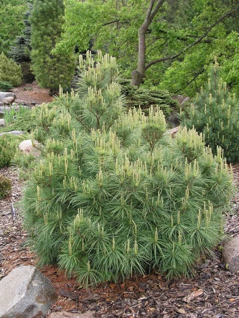 Dwarf Eastern White Pine (Pinus strobus Dwarf Cultivars)