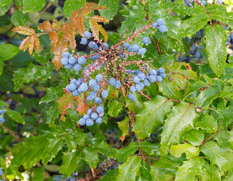 Oregon Grape Brings Year-Round Northwest Character