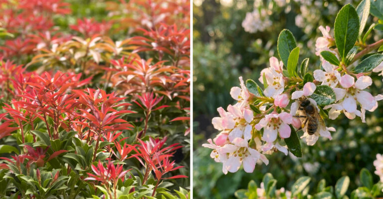 The Best Evergreen Shrubs For Western Oregon Landscapes