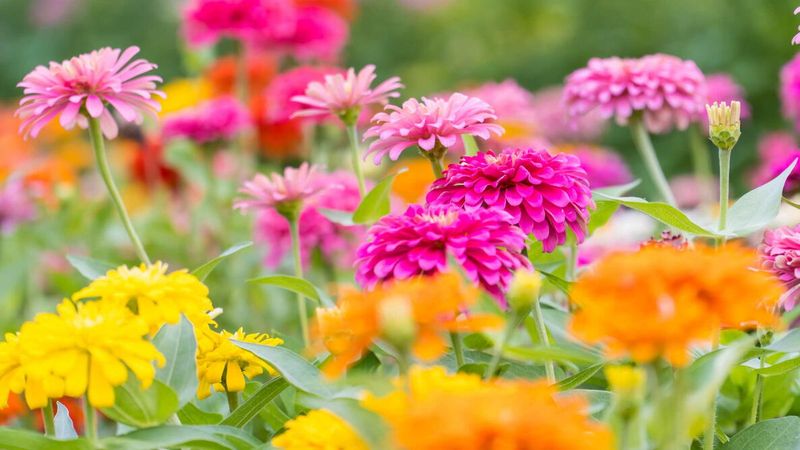 Zinnias Bring Easy Color All Summer