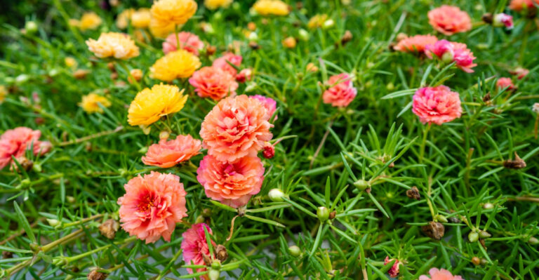 The Best Flower Seeds To Start In May For Summer Blooms In Texas