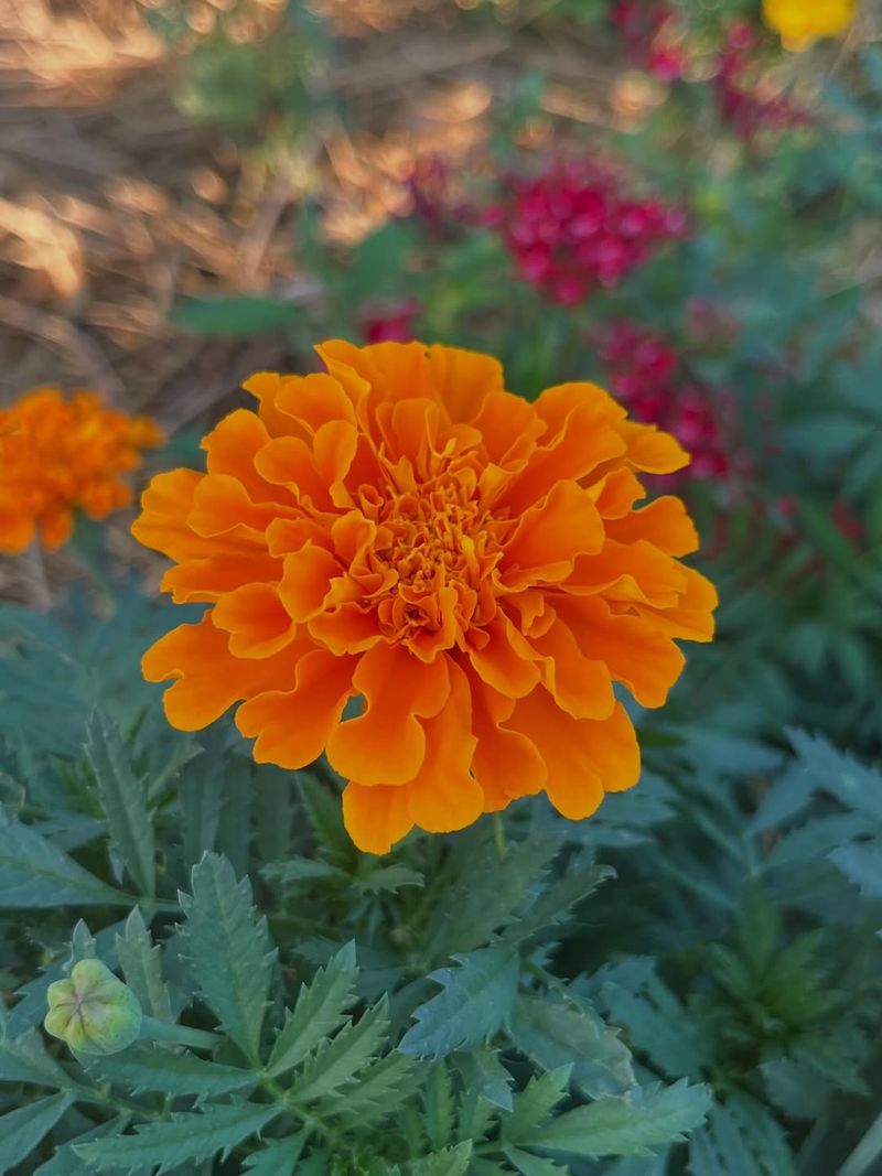Marigolds Help Reduce Soil Nematodes When Used Properly