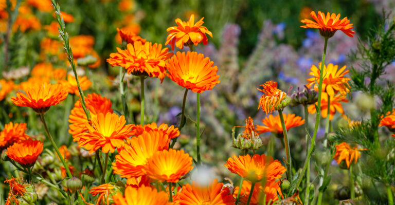 plant (featured image)