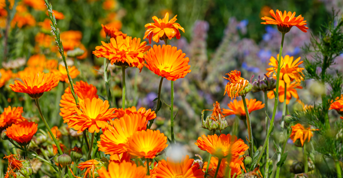 plant (featured image)